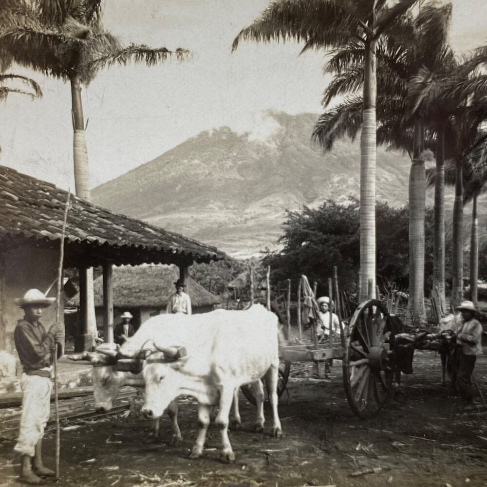 Antique 1905 Stereoview Photo Card Sugar Royal Palms Volcano de Aqua Guatemala - Picture 7 of 7